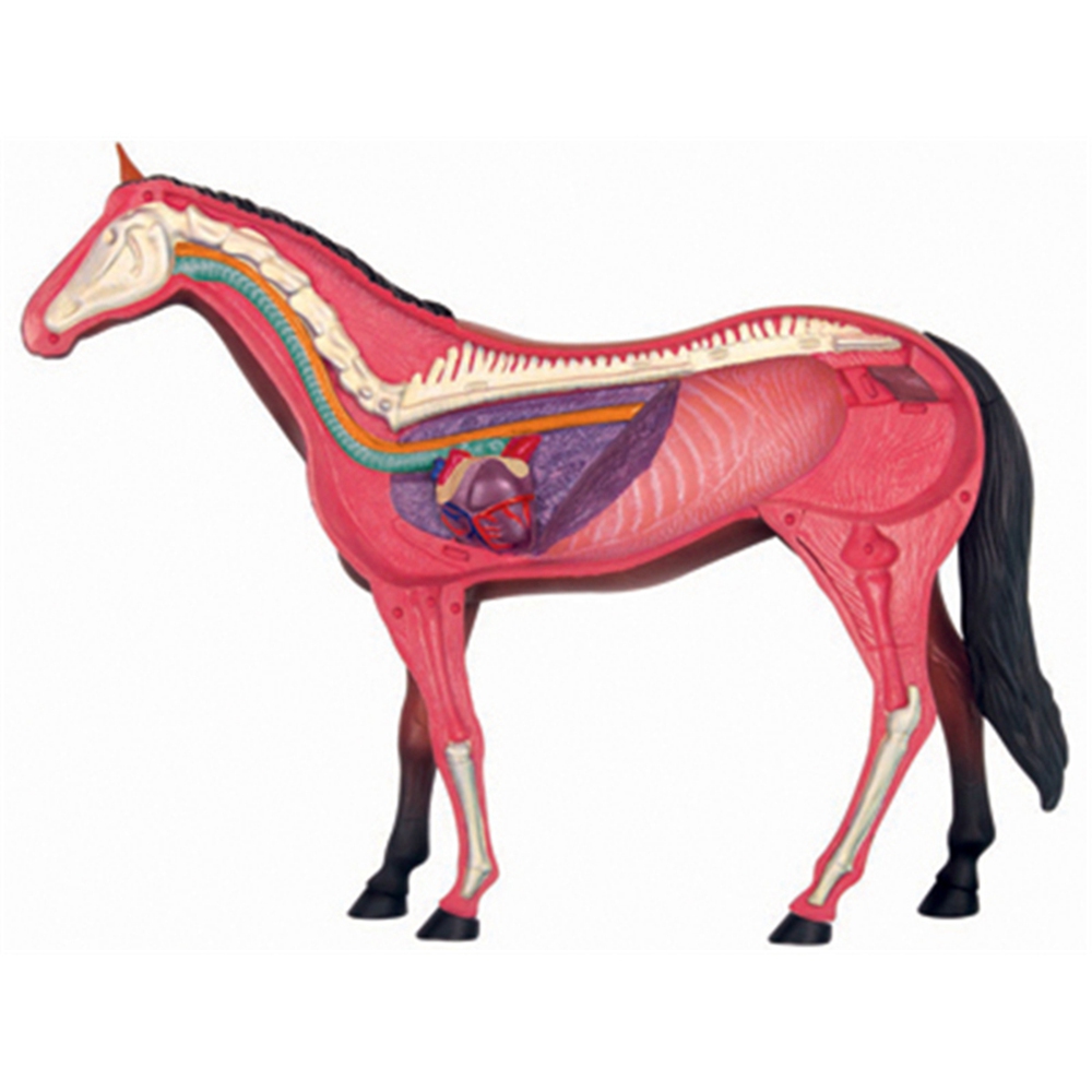 Modello di anatomia dell'organ - Science Toys Diy recensione e prezzo